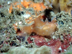 Plocamopherus