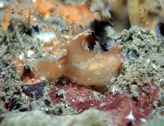 Plocamopherus