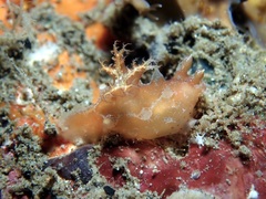 Plocamopherus