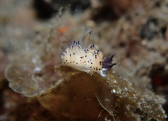 Favorinus tsuruganus