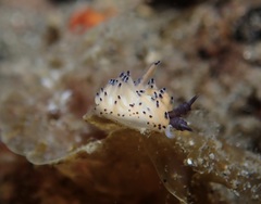 Favorinus tsuruganus