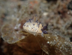 Favorinus tsuruganus