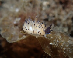 Favorinus tsuruganus