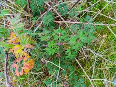 Rubus laciniatus