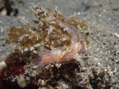 Plocamopherus ceylonicus