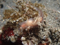 Plocamopherus ceylonicus