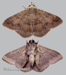 Ericeia subcinerea