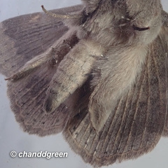 Ericeia subcinerea