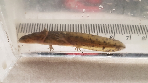 Northwestern Salamander