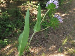 Stokesia laevis