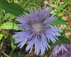 Stokesia laevis