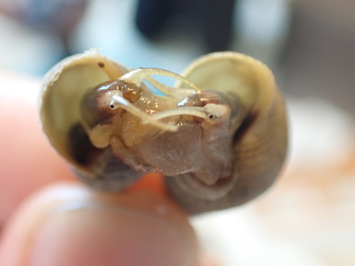 Littoraria melanostoma observed 2025-07-15