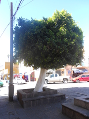 Ficus retusa