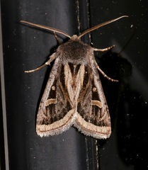 Trichofeltia circumdata