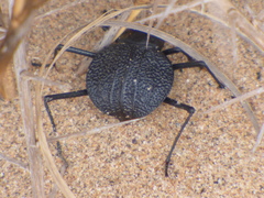 Onymacris plana