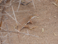 Meroles cuneirostris