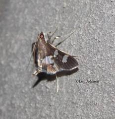 Desmia ploralis