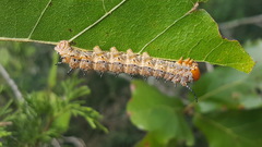 Anisota fuscosa