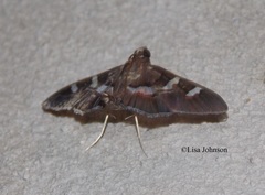 Desmia ploralis