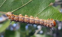Anisota fuscosa