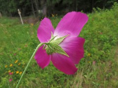 Callirhoe papaver