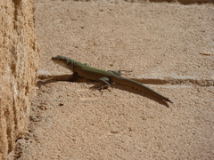 Podarcis siculus siculus