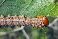 Anisota fuscosa