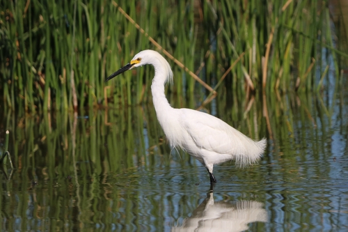 Snowy Egret photographed in Utah