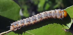 Anisota fuscosa