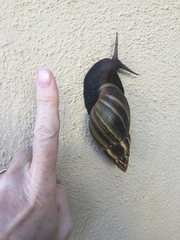 Lissachatina fulica