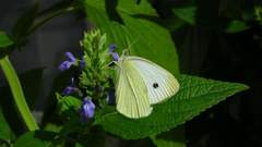 Pieris rapae rapae