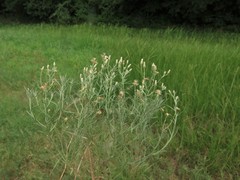 Erigeron divaricatus