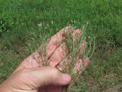 Erigeron divaricatus