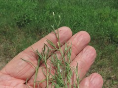 Erigeron divaricatus