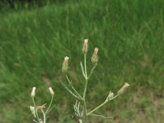 Erigeron divaricatus