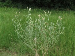 Erigeron divaricatus