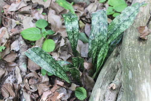 Monk orchid (Eulophia maculata)