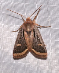 Trichofeltia circumdata