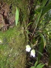 Utricularia asplundii