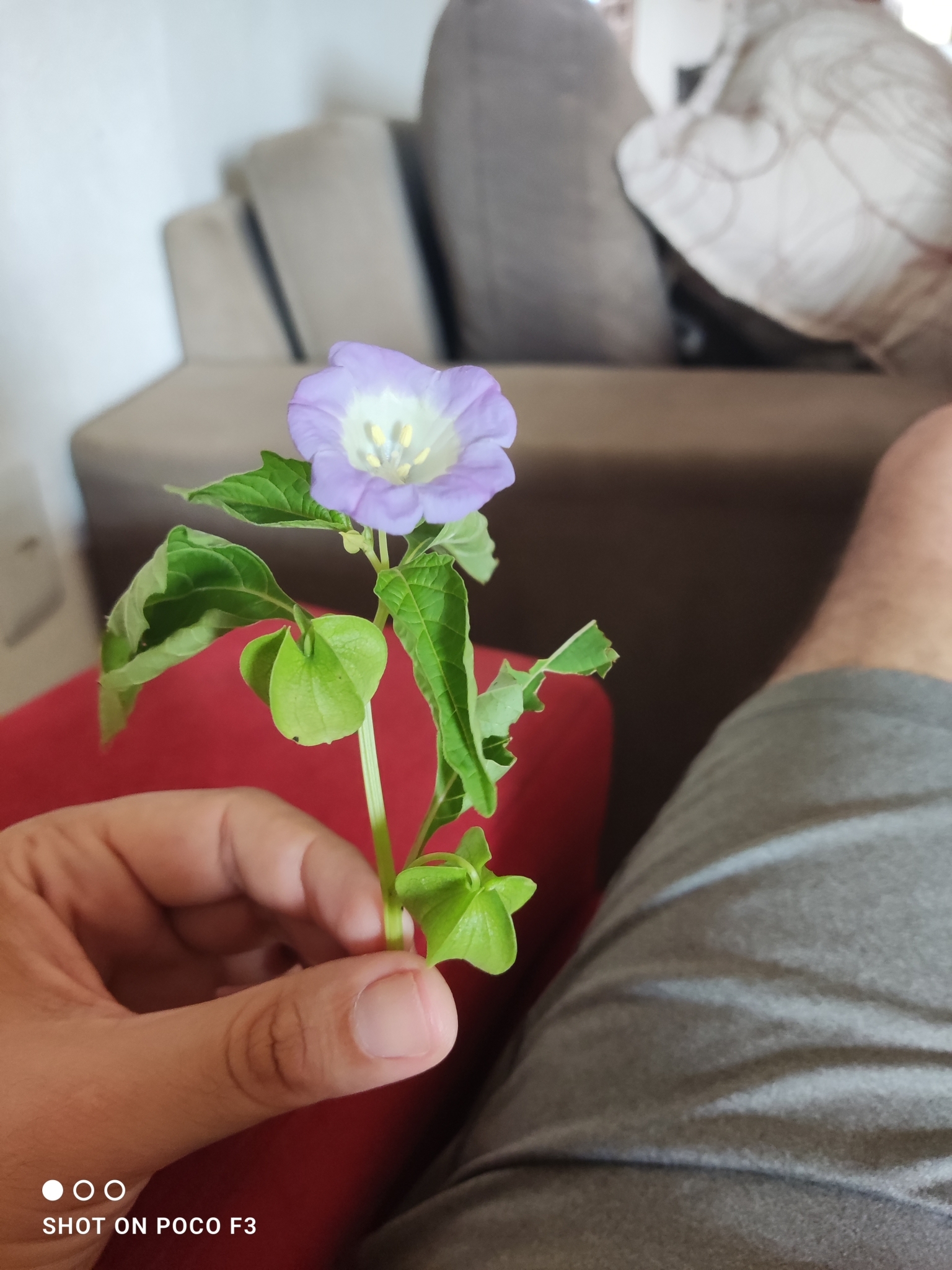 Nicandra physalodes