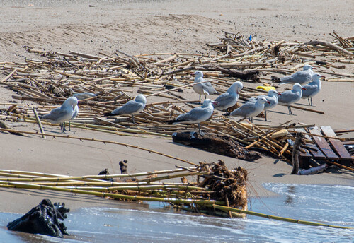 Gaviota de Audouin (Larus audouinii)