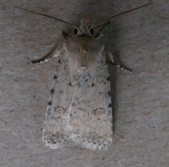 Caradrina clavipalpis