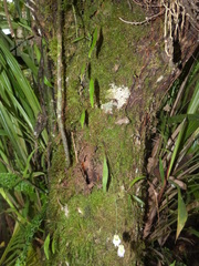 Utricularia asplundii