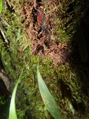 Utricularia asplundii