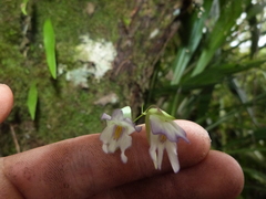 Utricularia asplundii