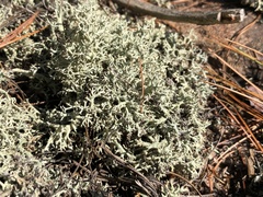 Cladonia dimorphoclada