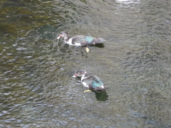 Cairina moschata domestica