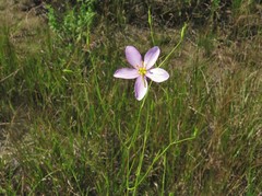 Sabatia campanulata
