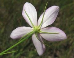 Sabatia campanulata