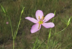 Sabatia campanulata